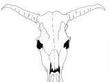 How to Draw Animal Skulls How to Draw A Cow Skull for Georgia O Keeffe Cow Skull Art