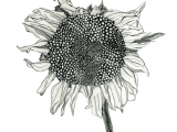 How to Draw Easy Sunflower Natalie Ratcliffe Sunflower Drawing Sunflower