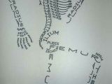 How to Draw Skeleton Easy Skeleton Drawing with All the Names Of the Bones Nurse
