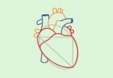 Human Heart Drawing Easy Draw A Human Heart Painting Heart Anatomy Drawing