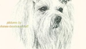 Ink Drawing Dogs 44 Maltese Dog Art Print Pen and Ink Drawing Jan Jellins Ebay