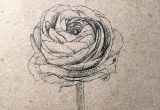 Ink Drawing Of A Rose Ranunculus Ink Drawing by Alla Ilena A Kova Drawing and Scetching