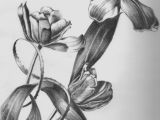 Jar Of Flowers Drawing Pencil Sketches Of Flower Vase Drawn Vase Pencil Sketch 1h Vases