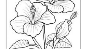 Line Drawing Of Hibiscus Flowers 11 Best Hibiscus Drawing Images In 2019 Hibiscus Drawing Hibiscus