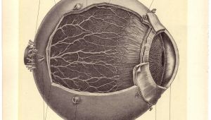 Medical Drawing Of An Eye Old Medical Illustration Pen Paper Medical Illustration
