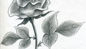 Pencil Drawing Of A Rose Step by Step Image Result for L How to Draw A Simple Rose Buku Sketsa