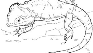 Pencil Drawings Of Bearded Dragons Bearded Dragon Coloring Pages Dragon Dragon Coloring Page