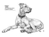 Pet Animals Images for Drawing Kira Od Drawings