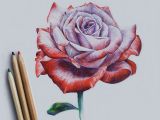 Pretty Drawings Of Roses Pretty Rose Drawing Colored Pencil Your Pinterest Likes