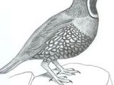 Quail Drawing Easy 23 Best Quail Drawings Images Quails Birds Exotic Birds