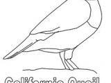 Quail Drawing Easy 79 Best California Quail Images Quails Bird Art Quail