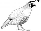 Quail Drawing Easy Pin by Susan Carrell On Bobwhite and Quails Sketches Pinterest