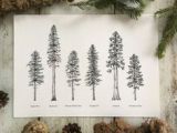 Redwood Tree Drawing Easy 28 Best Trees Images Redwood Tattoo forest Tattoos