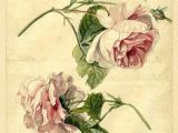Scientific Drawing Of A Rose 318 Best Art Of Science and Nature Images Botanical