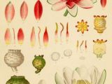 Scientific Drawing Of A Rose 97 Best Inspiration Vintage Biology Illustrations Images