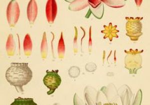Scientific Drawing Of A Rose 97 Best Inspiration Vintage Biology Illustrations Images