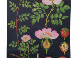 Scientific Drawing Of A Rose Dog Rose Botanical Poster In 2018 Wall Art Botanical