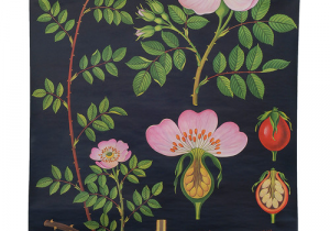 Scientific Drawing Of A Rose Dog Rose Botanical Poster In 2018 Wall Art Botanical