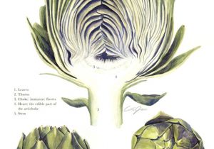 Scientific Drawing Of A Rose Scientific Illustration Artichoke Natural Curiosities Pinterest