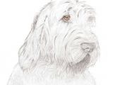 Sheepdog Drawing Lola by Pam Rundle Spinone Drawings Art Art Drawings