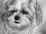 Shih Tzu Dog Drawing 84 Best Shit Tzu Pictures Images On Pinterest Cute Puppies Shih
