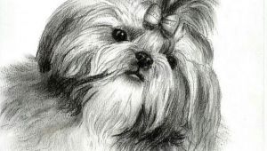 Shih Tzu Dog Drawing A A Doge A A A O A A A C O O Pinterest Shih Tzu Dogs
