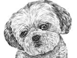 Shih Tzu Dog Drawing Shih Tzu Print by Ros Shiers Notonthehighstreet Com