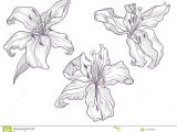 Simple Line Drawings Of Hands Hand Drawn Dark Lilac Lily Line Doodling Art Stock Vector