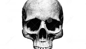 Skull Drawing Black Background Skull Illustration isolated In White Background Stock Illustration