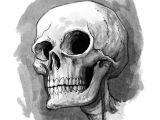 Skull Drawing Bones Cute Skull Illustration Skulls In 2019 Skull Sketch Drawings