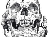 Skull Drawing Bones Skull On Behance Step Pinterest Skull Art Skull and Skull and