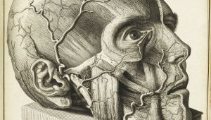 Skull Drawing Brain 16th Century Drawings Of Disease are as Fascinating as they are