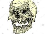 Skull Drawing Open Mouth Royalty Free Stock Illustration Of Anatomic Skull Open Mouth Jaw
