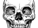 Skull Drawing Realism Skull Drawing Vector Black and White Illustration Of Human Skull