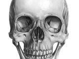 Skull Drawing Realism Skull Front Art Pinterest Skull Skull Art and Drawings