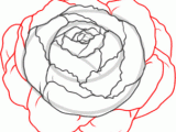 Stranger Things Drawing Easy Step by Step How to Draw A Peony Peony Flower Step by Step Flowers Pop