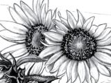Sunflower Girl Drawing How to Draw Sunflower Sunflower Drawing Sunflower