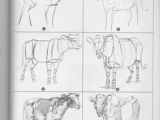 Weatherly Guide to Drawing Animals Pdf 254 Best Animals Images Animals Animal Drawings Animal