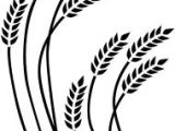 Wheat Drawing Easy 15 Best Wheat Drawing Images Wheat Drawing Wheat Tattoo