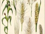 Wheat Drawing Easy Pin by Adella Guo On Scientific Drawings Botanical Prints