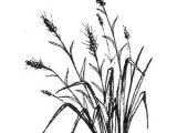 Wheat Drawing Easy Pin by Ananda Dillon On Ink Grass Drawing Magenta Flowers