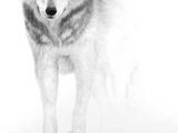 Wolf Drawing with Pencil 180 Best Wolf Drawings Images Drawing Techniques Drawing