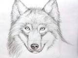 Wolf Drawing with Pencil Image Result for Easy Drawings Of Wolves In Pencil Perros