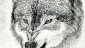 Wolf Muzzle Drawing How to Draw A Growling Wolf Step 15 Art Drawings Wolf Drawing