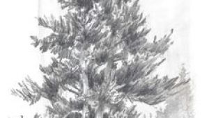 Y Tree Drawing 156 Best Drawing Trees Images In 2019 Drawing Trees Tree Drawings