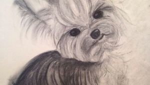 Yorkie Drawing Easy original Charcoal Drawing Yorkie 11×14 by Tinawhiteart On